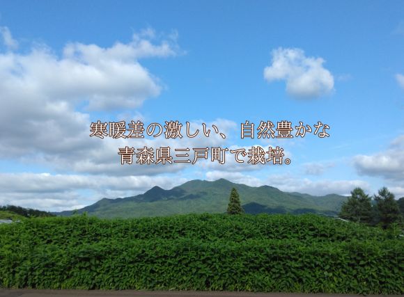 青森県三戸町　赤菊芋畑