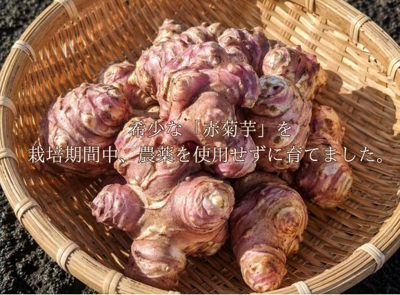青森県三戸町産　赤菊芋